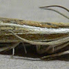 Carpet-grass Webworm Moth