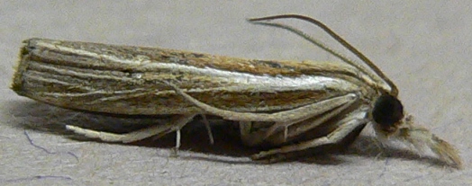 Carpet-grass Webworm Moth