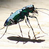 Six-spotted tiger beetle