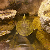 Spiney Softshelled Turtle