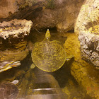 Spiney Softshelled Turtle