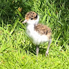 Spur-winged Plover Chick