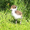 Spur-winged Plover Chick