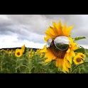 Sunflowers Live Wallpaper LWP logo