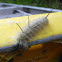 American dagger moth caterpillar