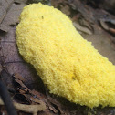 Dog vomit slime mold, scrambled egg slime mold
