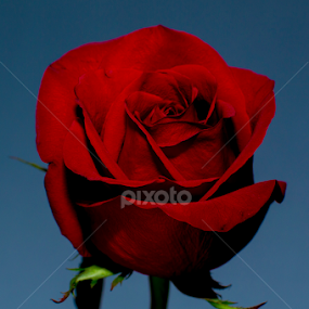Dry rose by Christopher Fenning - Flowers Single Flower