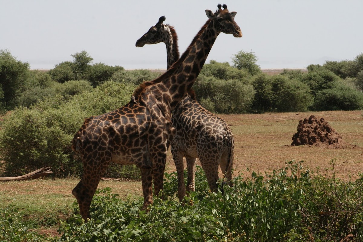 Masaai Girafee