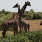 Masaai Girafee