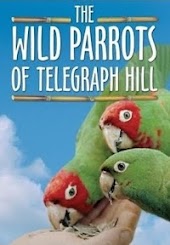 The Wild Parrots of Telegraph Hill