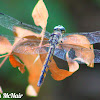 Great Blue Skimmer Dragonfly