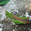 Grasshopper,Grilo (PT-BR)
