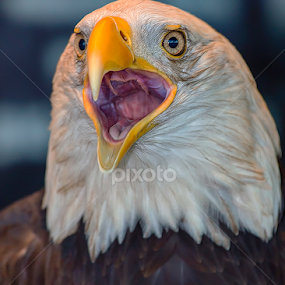 Down The Hatch by Bill Tiepelman - Animals Birds