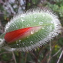 Oriental Poppy