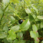 Winberry bush