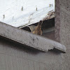 Southern House Wren