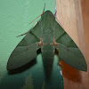 Green Moth