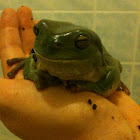 Australian green tree frog