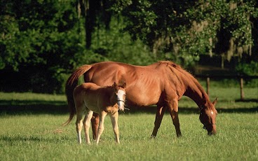 Moving Horses HD Live Wall Fre