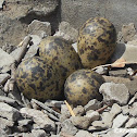 Eggs of Red Wattled Lapwing