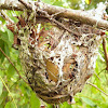 Vireo Bird's Nest