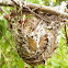 Vireo Bird's Nest