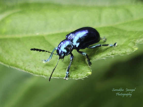 Blue Mint Beetle | Project Noah