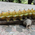 Giant peacock moth (caterpillar)