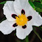 Gum rockrose flower, flor jara pringosa