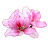 Hong Kong Flowers APK - Download for Windows