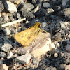 Fiery Skipper butterfly