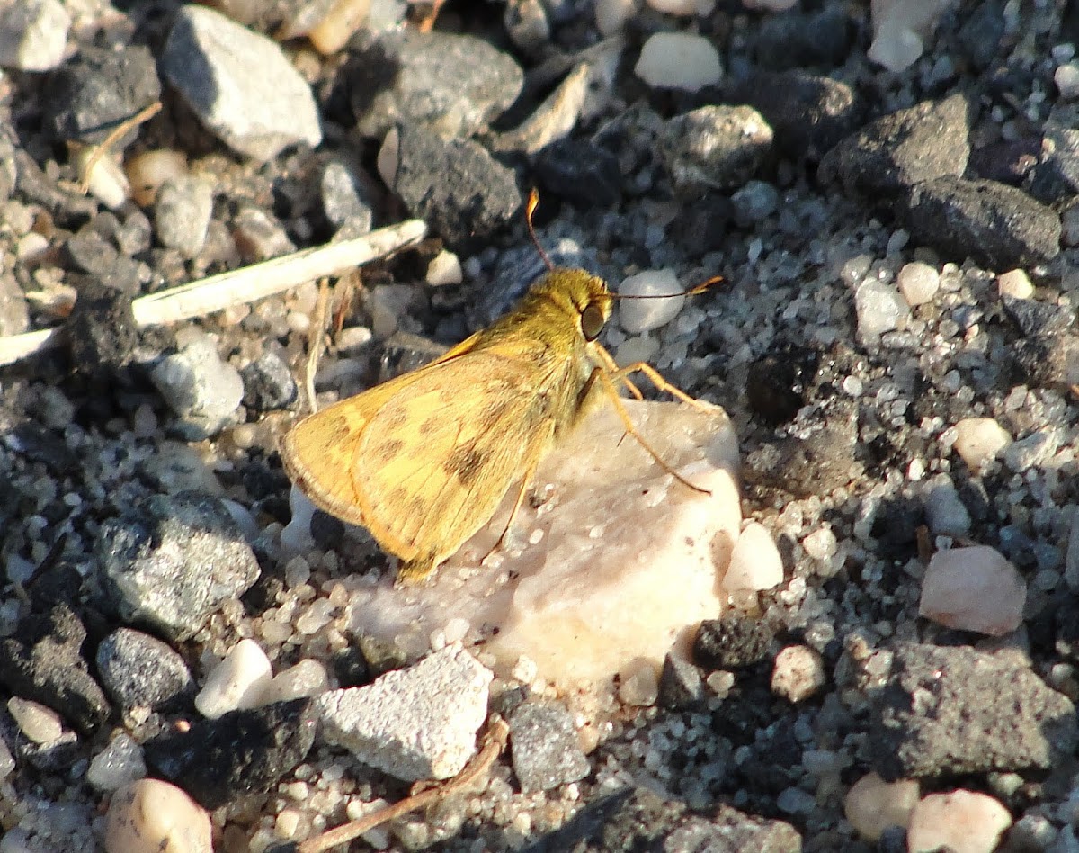 Fiery Skipper butterfly