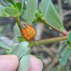 Carpocoris shield bug (Βρωμούσα)