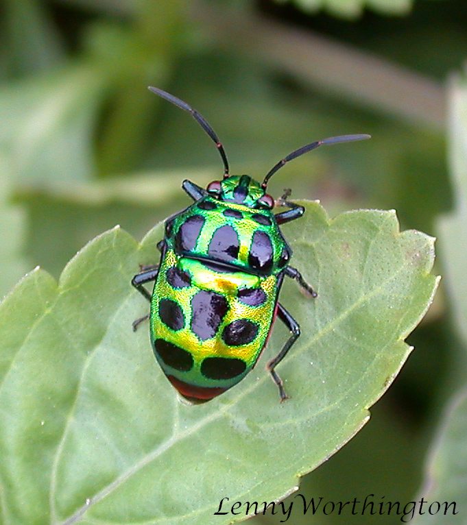 Lychee Shield Bug (Jewel Bug)