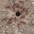 Red Harvester Ants