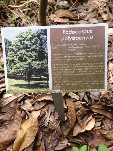 Podocarpus Polystachyas