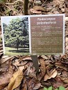 Podocarpus Polystachyas