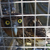 Philippines Eagle-Owl