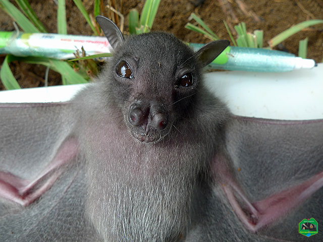 Greater musky fruit bat (juvenile)
