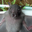 Greater musky fruit bat (juvenile)