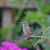 Broad Tailed Hummingbird Female