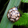 Tricolor Snail