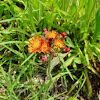 Orange Hawkweed