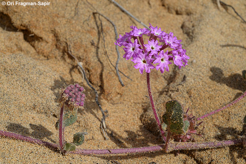 Pink Sand Verbena Project Noah
