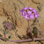 Pink Sand Verbena