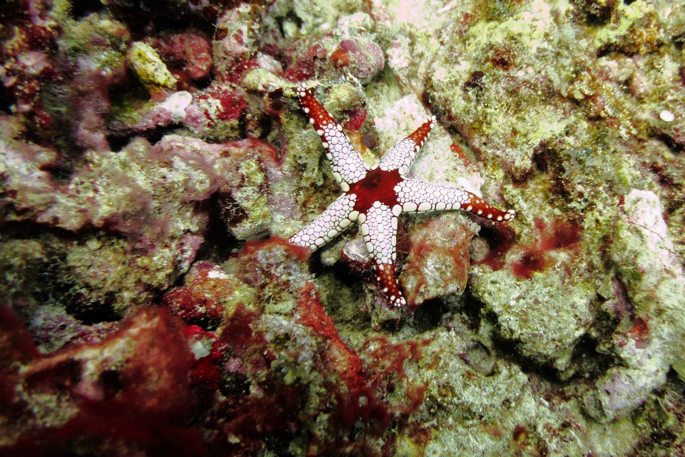 Tiled Starfish