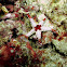 Tiled Starfish