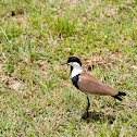 Spur-winged lapwing