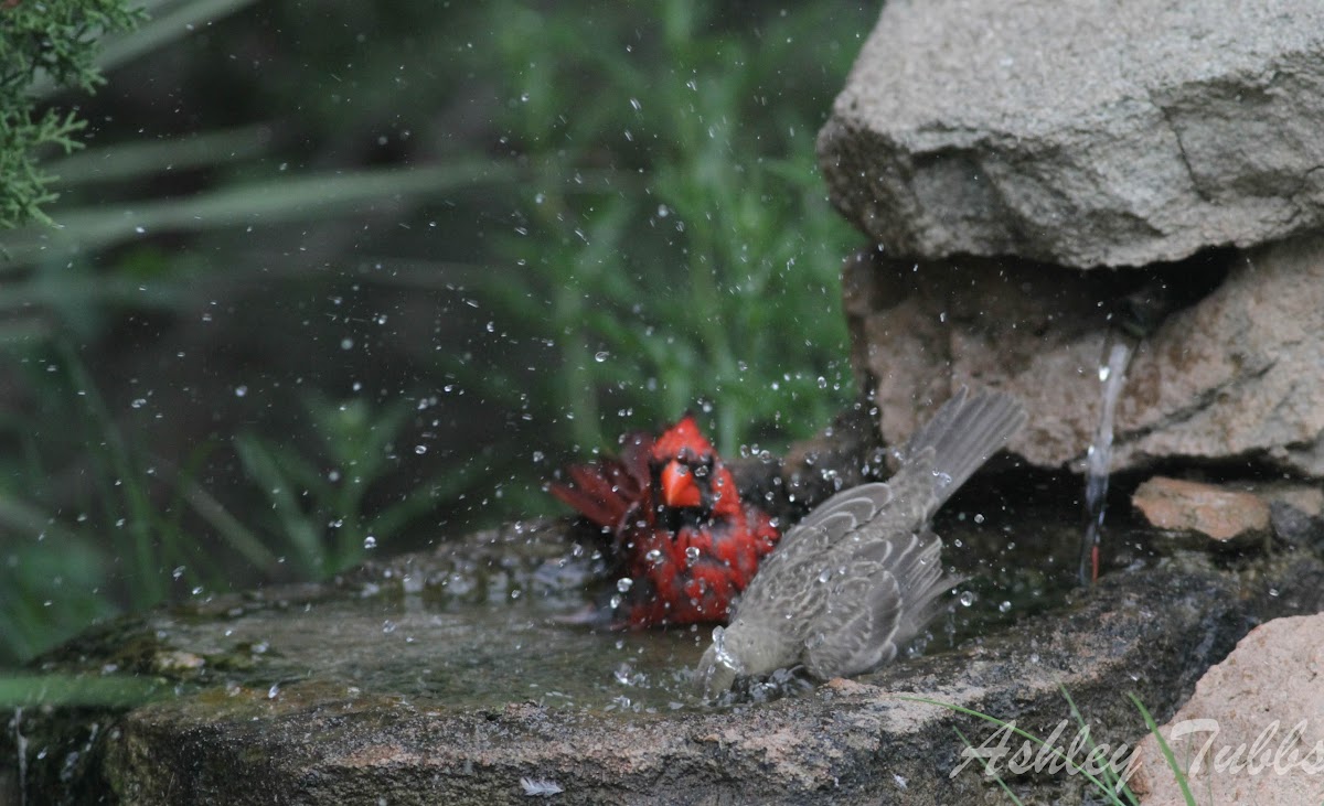Northern Cardinal (Bathing)