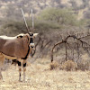 Fringe-eared oryx